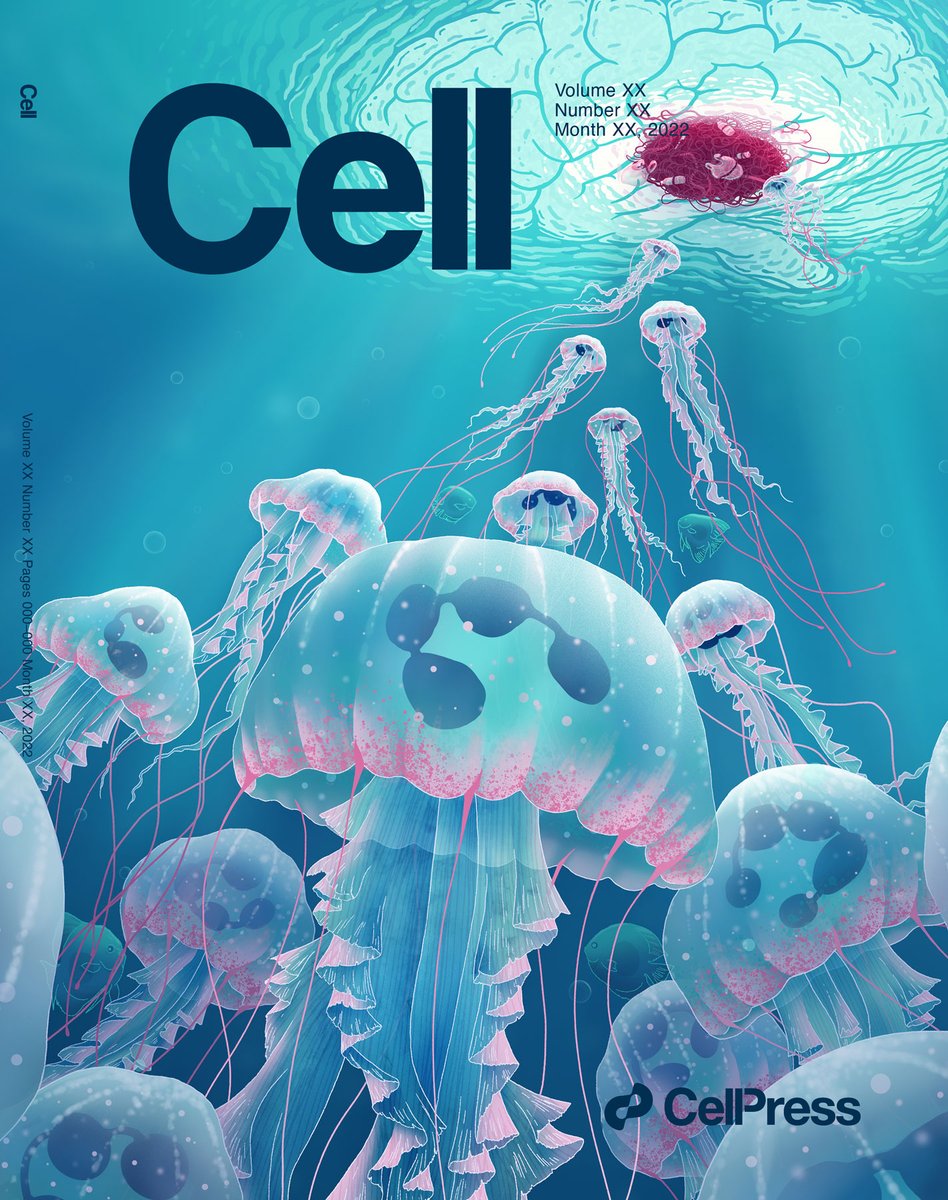 Our paper on #neutrophils in brain cancers is in the current issue of Cell We love this beautiful image created by @joana_gcc for a cover submission, even if #notthecover 🥰 Neutrophils as multi-lobed jellyfish swarming to the brain reflection on the surface @RoeltjeMaas et al