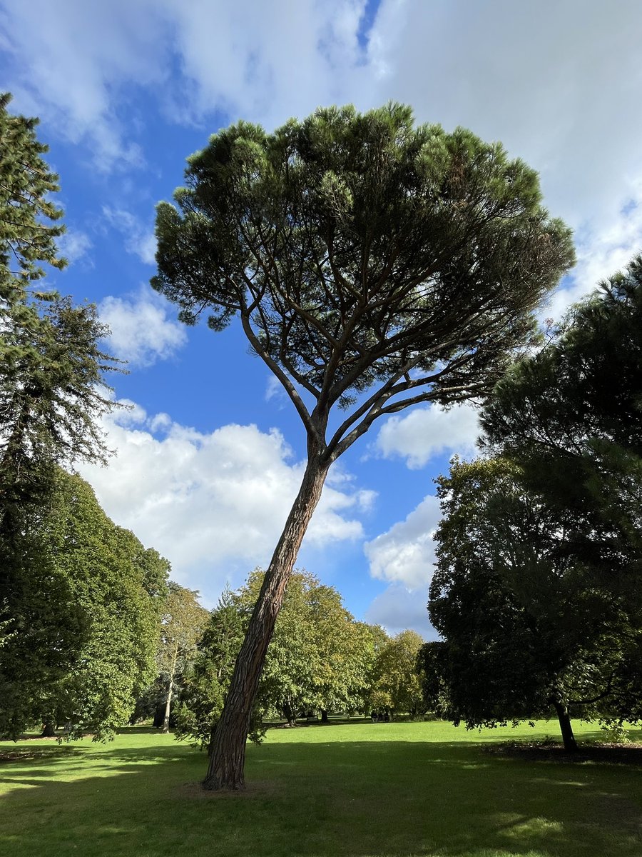 javablack110's tweet photo. #TreeClub lovely sunny walk around Kew Gardens today. https://t.co/L3YHM0c0zl