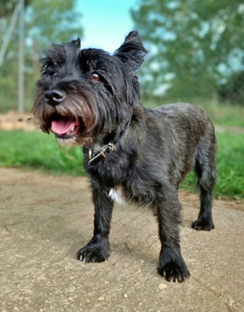 Palencia 
Estas pequeñas son #TELMA &amp; #LOUIS, y son mami e hija.
A la edad de 13 y 8 añitos se ven de nuevo buscando familia....

Mucha gente escribe para adoptarlas por separado, pero NO!!. Demasiado han pasado ya estas pobres como para ahora separarlas, solo se tienen la una a