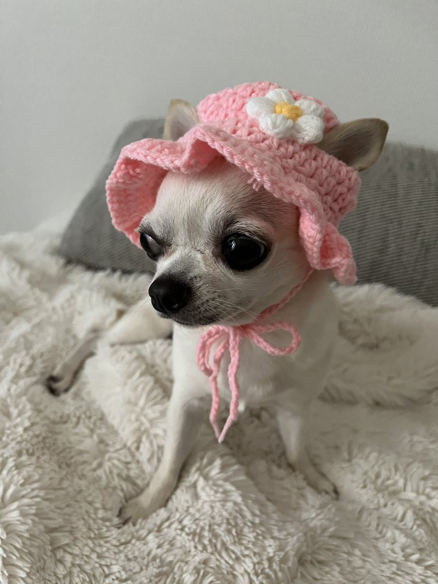 AzukiKinako4's tweet photo. 私も、沢山遊びましたわ🐕💕 https://t.co/za4puOkNWm