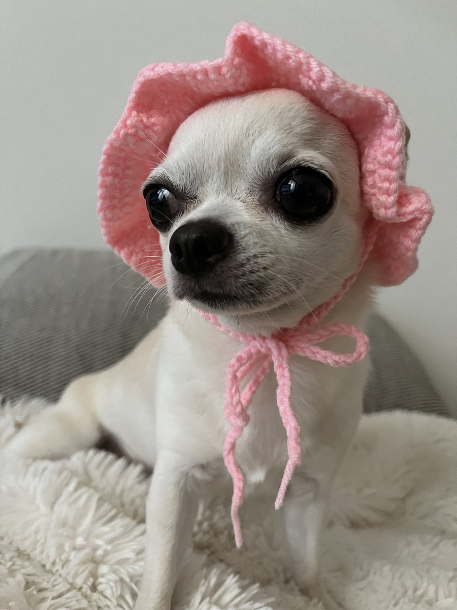 AzukiKinako4's tweet photo. 私も、沢山遊びましたわ🐕💕 https://t.co/za4puOkNWm