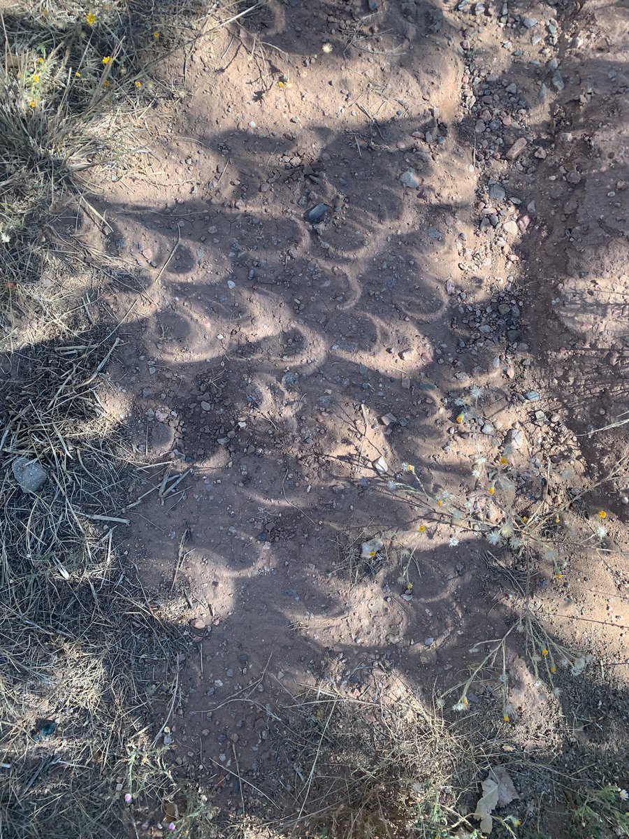 LisaWriteDraw's tweet image. I caught some eclipse shadows under my cottonwood. #Eclipse2023 #Eclipse #SantaFe