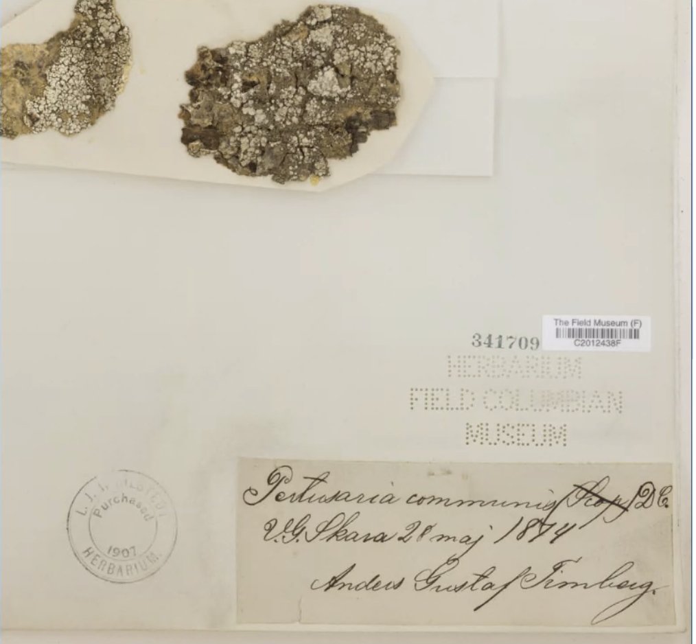 UTKHerbarium's tweet photo. In the world of transcription, you're in for a treat with the discovery of splendid specimens and the elegant handwriting from the past. 💯😍

#Herbarium #Transcription #Botany #Bryophytes #Plant_art #FlattenedFlora #Collections #ScienceResearch #Ecology #NaturalBeauty https://t.co/VoF4PjAAds