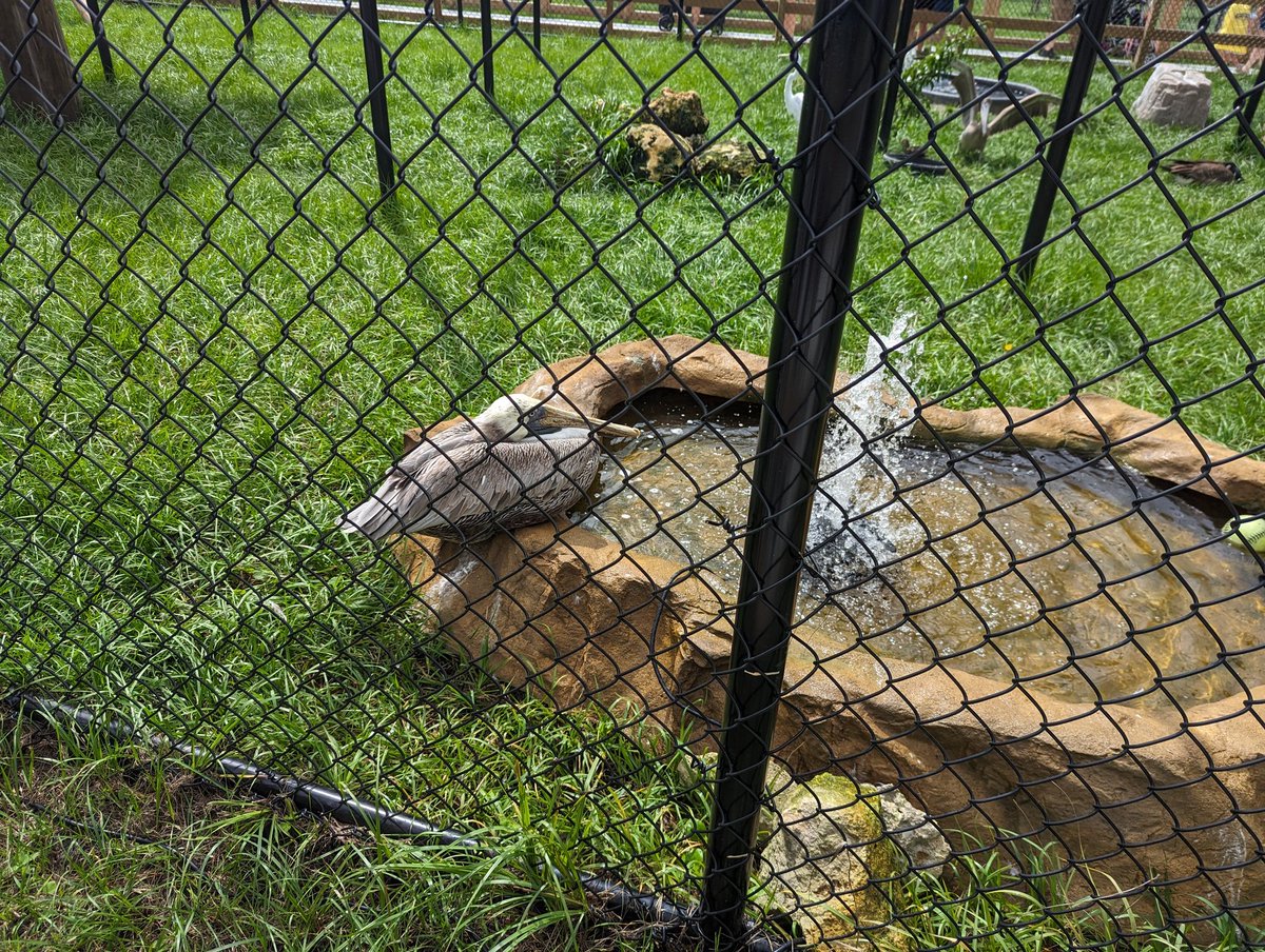 MattVanweelden's tweet photo. Spending the afternoon at the grand opening of the @BuschWildlife sanctuary in Jupiter, FL. https://t.co/sqnYmeTDsV