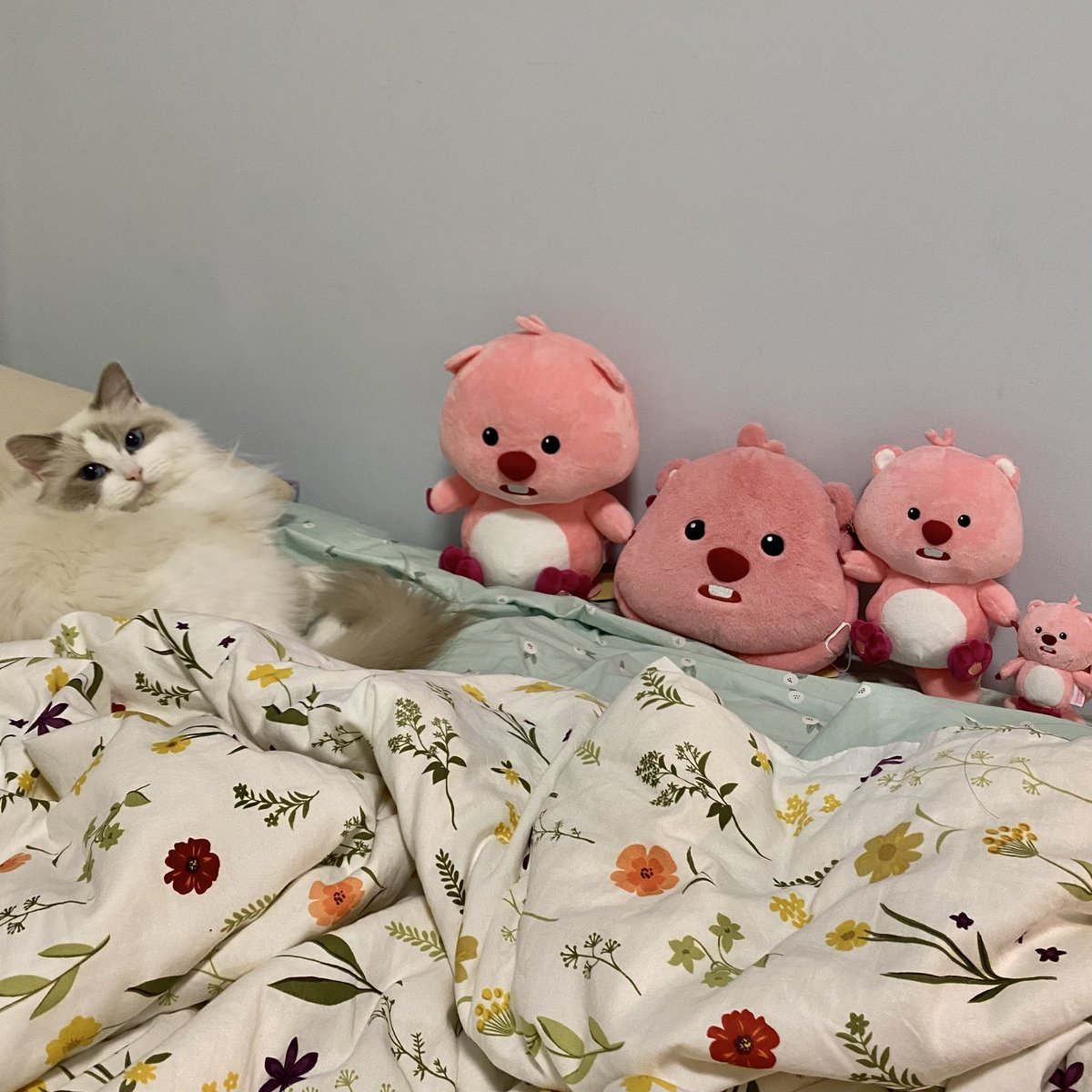 我家猫，年纪轻轻坐拥一堆loopy🥺