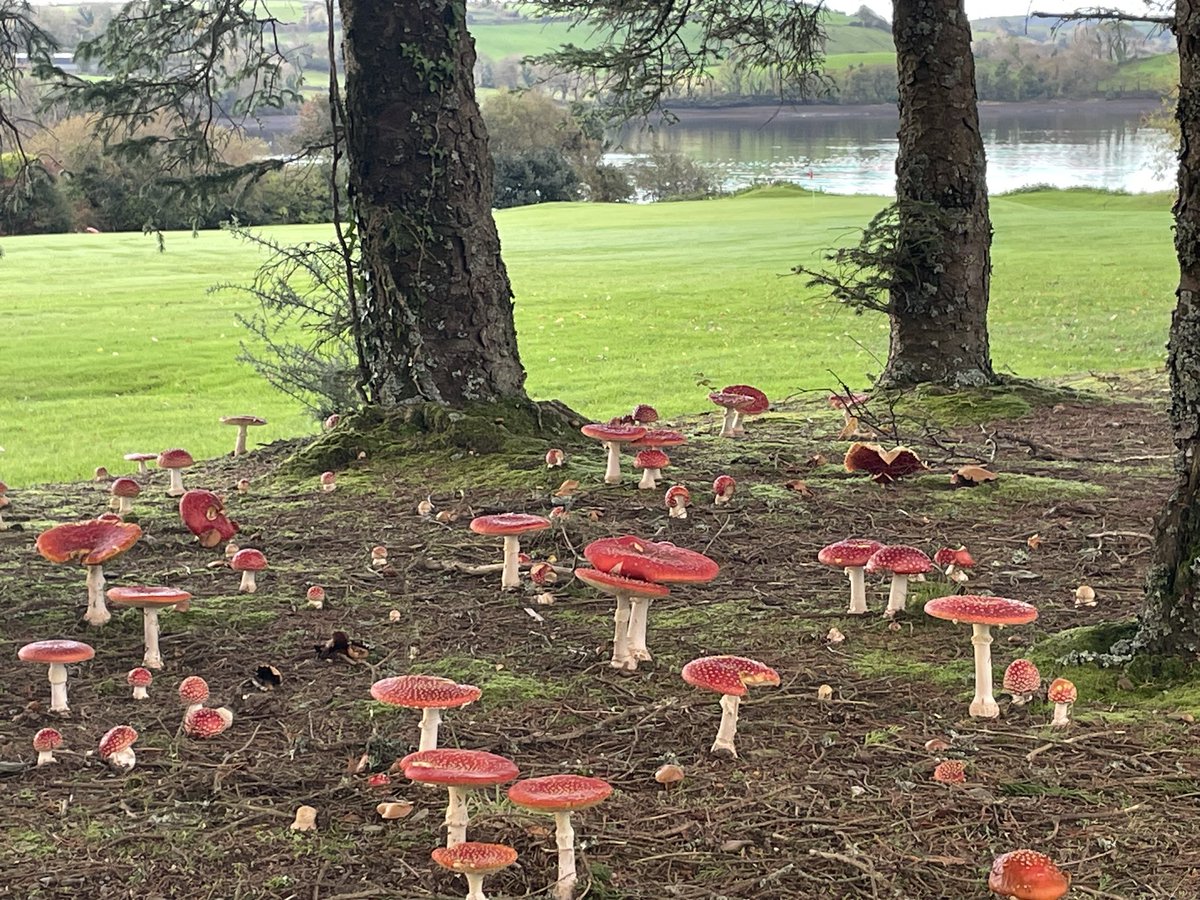 Bantry Bay Golf Club tweet media