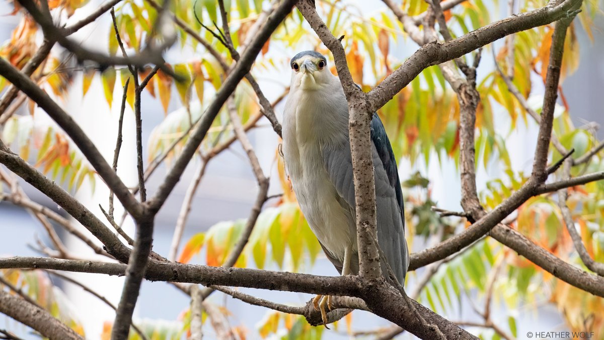 heatherwolf's tweet photo. Seen today on our bilingual bird outing w/ @NYCAudubon! Black-crowned Night-Heron in @bbpnyc. // Visto hoy en nuestro tour bilingüe de aves en el BBP. What birds are you finding on this #OctoberBigDay #WorldMigratoryBirdDay #GlobalBirdWeekend? /¿Qué aves están encontrando? https://t.co/K6kO8jBOIu