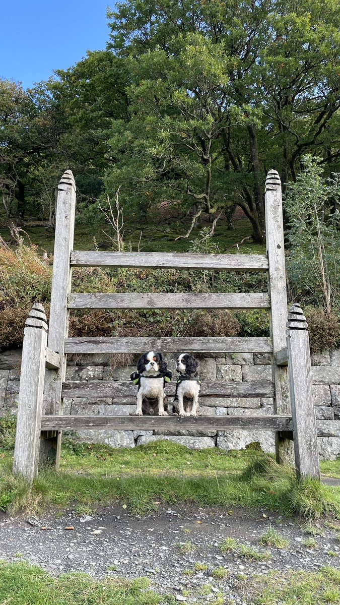 Went for a long walk today and saw two tiny dogs on a chair!
