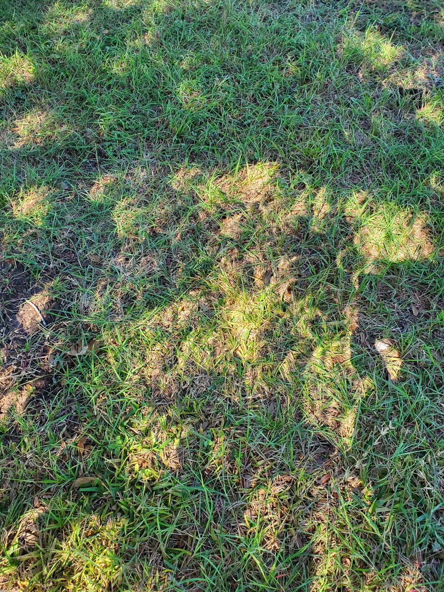 chancellorpk's tweet photo. Even the solar eclipse is showing up for #AliefProudDay @AliefWellness 
Remember-don't look up...look under a tree! https://t.co/zSRS76gFDA