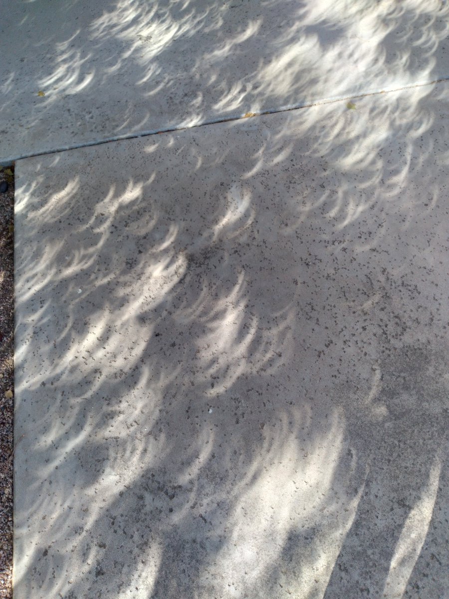 Nature's pinhole #camera . The #SolarEclipse2023 seen on sidewalk through the matrix lens of tree leaves. #AnnularEclipse #EclipseSolarAnular #astronomyphotography