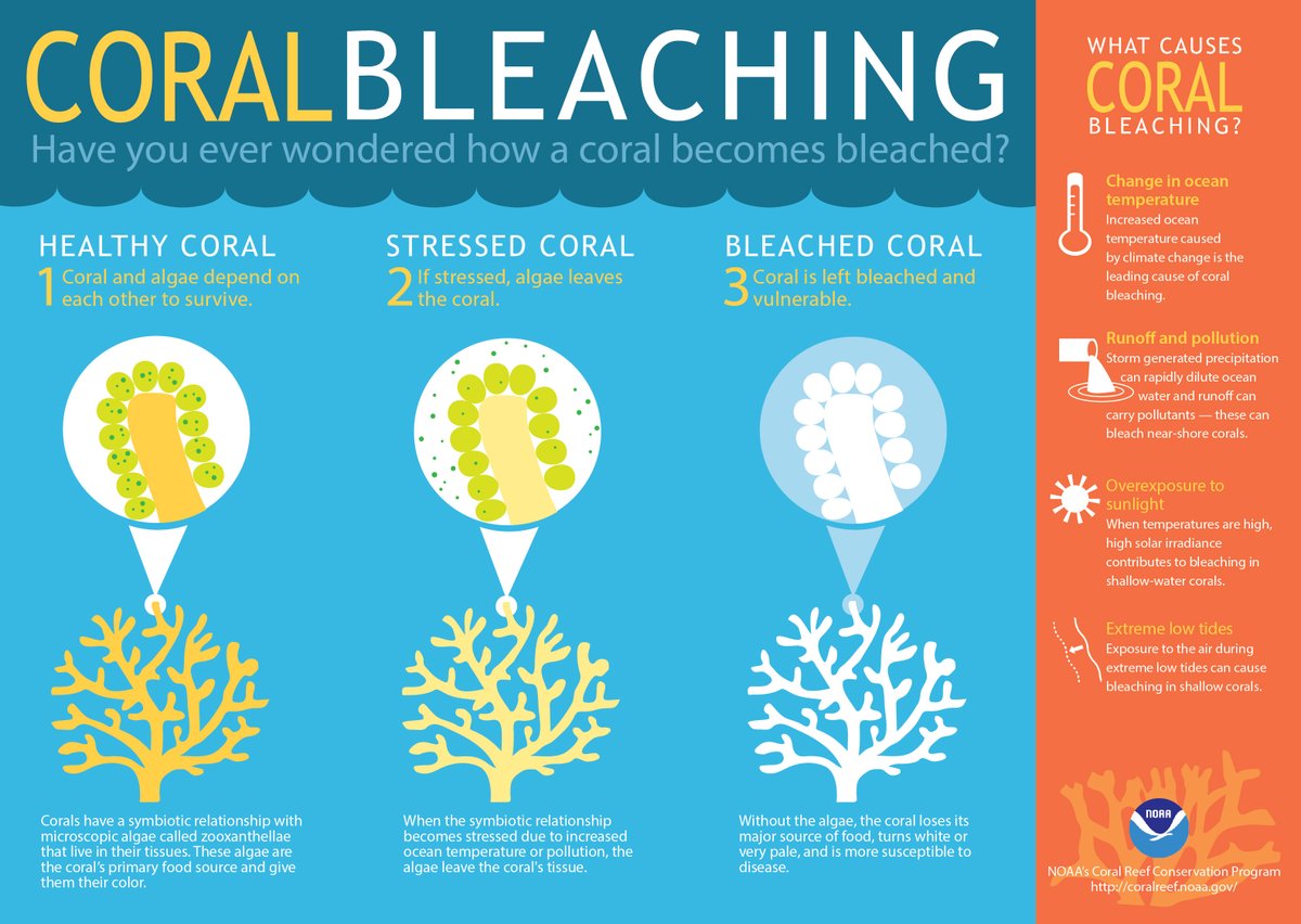 Have you ever wondered how a coral becomes bleached, leaving our oceans vulnerable? 🤔
 Dive into the fascinating process with this detailed explanatory image. Let's protect our precious coral reefs! 🌊🐠 #CoralBleaching #OceanHealth #Conservation