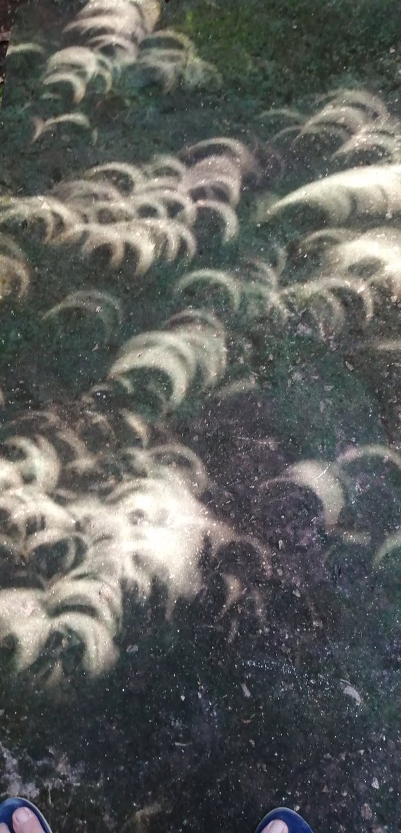 Ctrl_Alt_V's tweet photo. #AnilloDeFuego #EclipseSolar #EclipseSinRiesgos #Eclipse #Eclipse2023 #EclipseSolarAnular  #EclipseAnularSolar 

Bajo la sombra de un árbol así rebotan los rayos del sol.

Mérida, Yucatán, México.
Sábado 14 de oct 2023. 11:20 HRS. https://t.co/x9Q7PChFMA