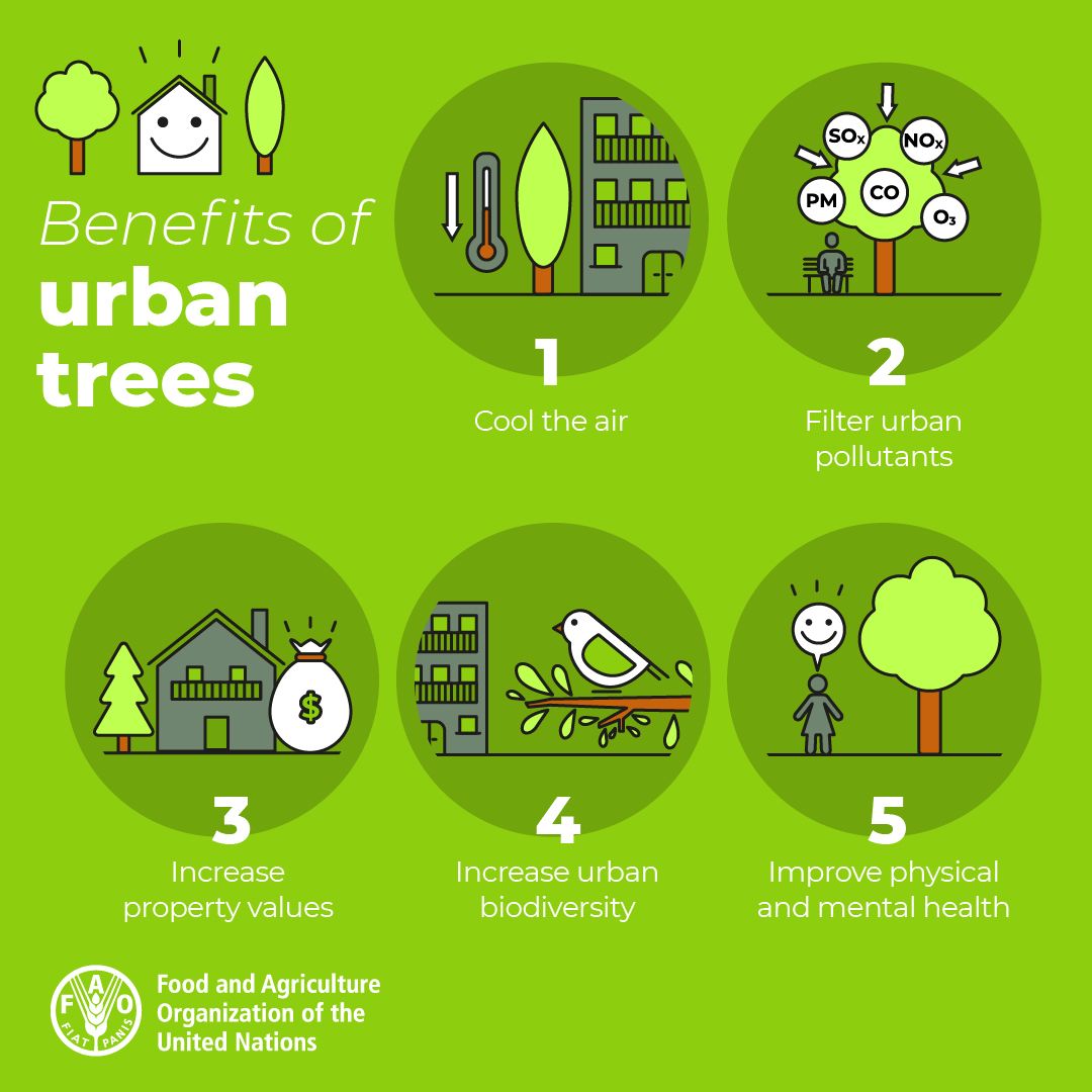 🌳Did you know trees in cities can lower stress & boost our #MentalHealth? 🌲Trees and urban forests can make our cities greener, healthier & happier places to live. 🌦️They can also help us to fight the #ClimateCrisis. #GreenCities Via @FAO