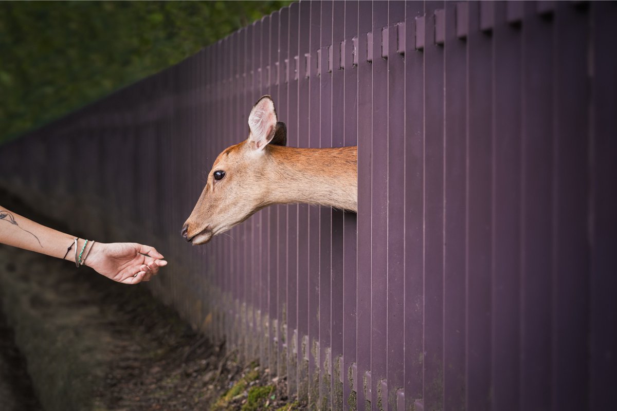 vsco's tweet photo. Photographers capture the beautiful coexistence between humans and animals one frame at a time. Explore the unspoken bonds - https://t.co/0Gcm2u1s6K

Images by @ajschokora &amp; @berkkahmet. #VSCO https://t.co/Y34ZjIgILC