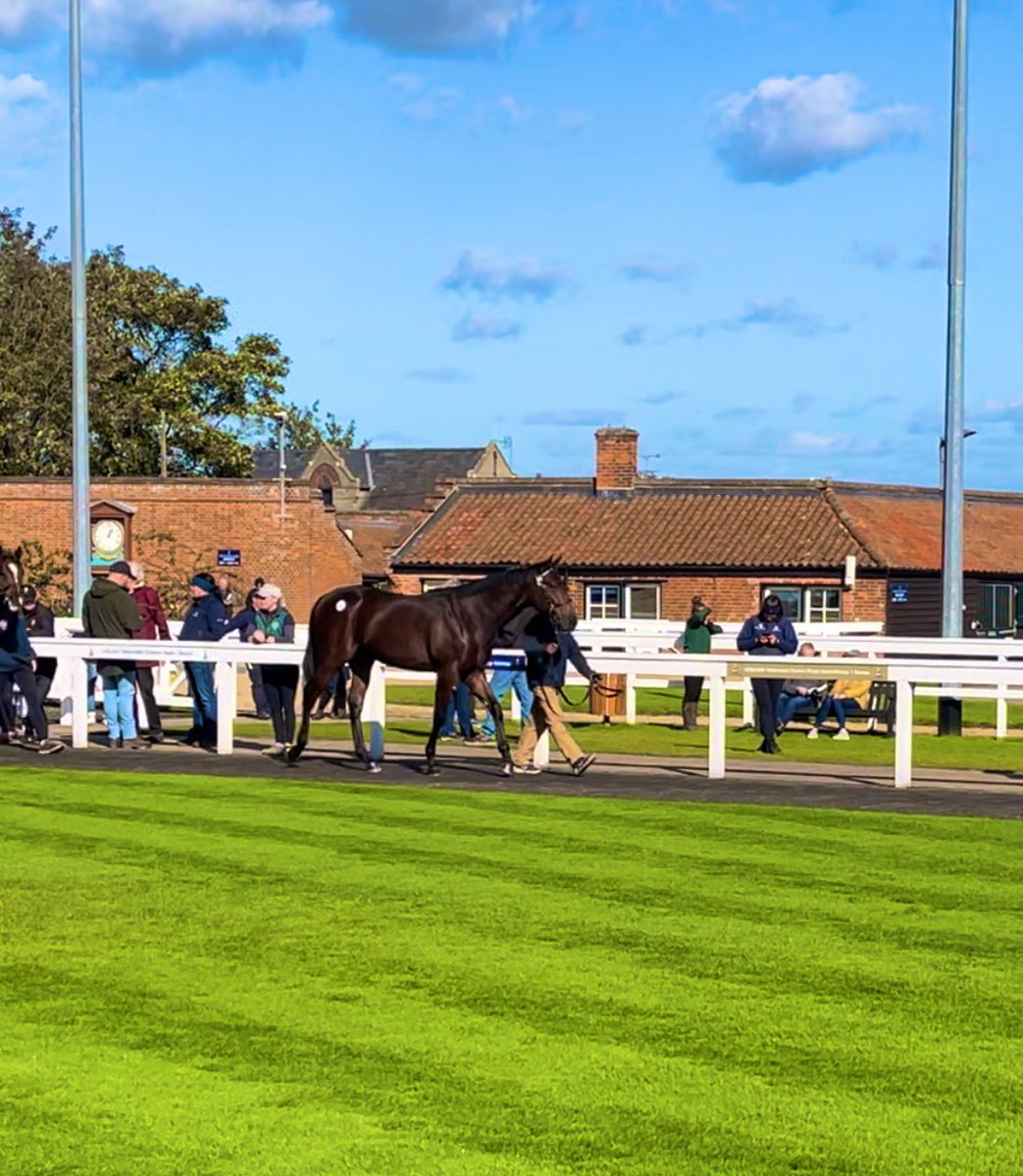 Just arrived back in Yorkshire after a successful @Tattersalls1766 Sale. I wish both of them the best of luck with their new owners, I will miss them both. What an incredible journey it’s been!! #BirkbyBloodstock @GB_Bonus @bloodstocknews @rpbloodstock