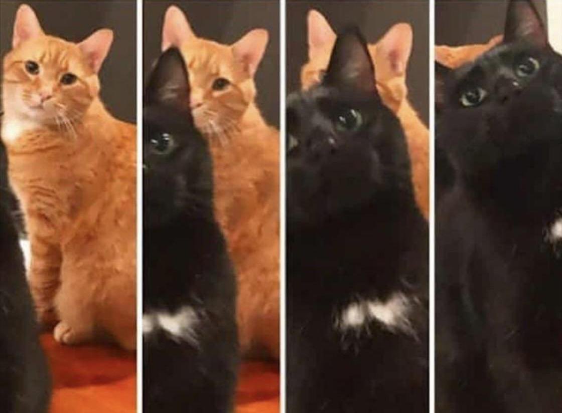 Baconcatsmx's tweet photo. Lo que se verá en el eclipse solar ☀️
Michi descripción gráfica 

 #EclipseSolar https://t.co/0ThRHtjbpv