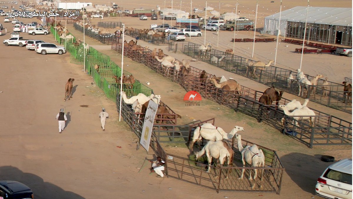 camel_kw's tweet photo. صور من #مزاد_حفرالباطن_للإبل
@HafrbatinAmana

@emara_sharqia

@camel__auction https://t.co/1IKs2FiUDO