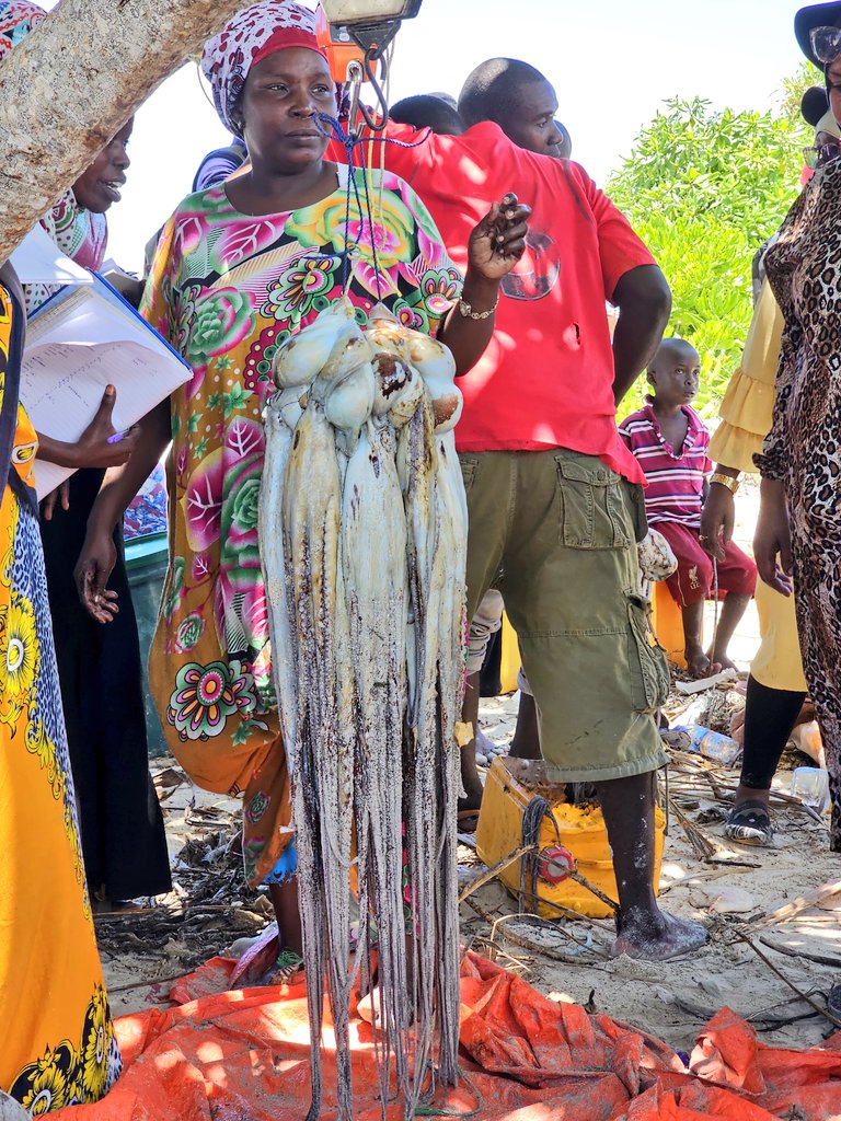 aboudjumbe's tweet photo. The real value of the #OceanEcosystem can only be felt when you see jubilant coastal communities rejoice from the seasonal harvest in their marine closure zones. Today, once again, We joined our local coastal communities to witness the exciting opening of the three-day harvest of their octopus fishery. @WUBU_Zanzibar along with development partners like @MwambaoCCN are working together to improve community fishery closure mechanism and enhanced octopus fishery management in #Zanzibar.  By the end of the day today  we recorded a three-ton harvest from more than 200 foot fishers who flocked to the serene #PongweBay at low tide hours.  #MarineConservation is key to #SustainableBlueEconomy.