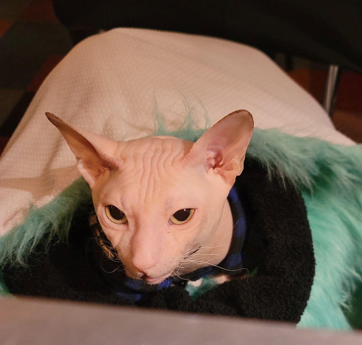 Trusty's (@trustysdc) on Twitter photo Friends, it is raining, not cats & dogs, but still raining & a chilly rain. Not here <a href="/TrustysDC/">Trusty's</a> here it's warm & cozy, Whiskey warm & Bacon cozy, come play now! Cheers! <a href="/AllianceforDC/">DC Alliance</a> <a href="/BarredinDC/">Barred in DC</a> <a href="/CapitolHillBID/">Capitol Hill BID</a> <a href="/DiningDrunkDC/">DiningDrunkDC</a> <a href="/theHillisHome/">The Hill is Home</a> <a href="/HillRagDC/">HillRag DC</a> <a href="/PoPville/">PoPville</a> Friends, it is raining, not cats & dogs, but still raining & a chilly rain. Not here <a href="/TrustysDC/">Trusty's</a> here it's warm & cozy, Whiskey warm & Bacon cozy, come play now! Cheers! <a href="/AllianceforDC/">DC Alliance</a> <a href="/BarredinDC/">Barred in DC</a> <a href="/CapitolHillBID/">Capitol Hill BID</a> <a href="/DiningDrunkDC/">DiningDrunkDC</a> <a href="/theHillisHome/">The Hill is Home</a> <a href="/HillRagDC/">HillRag DC</a> <a href="/PoPville/">PoPville</a>