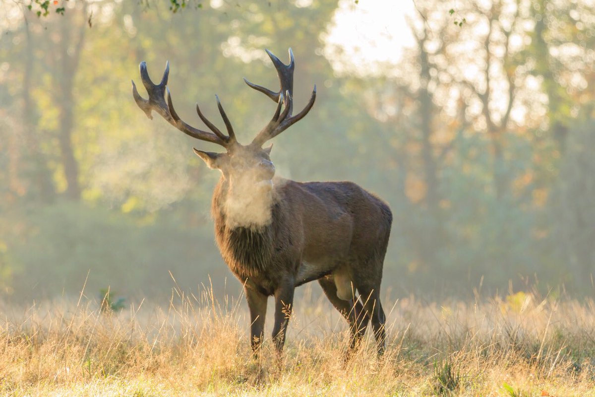 Sue Lindenberg tweet media