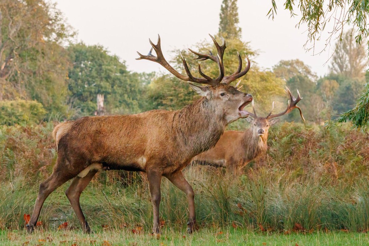 Sue Lindenberg tweet media