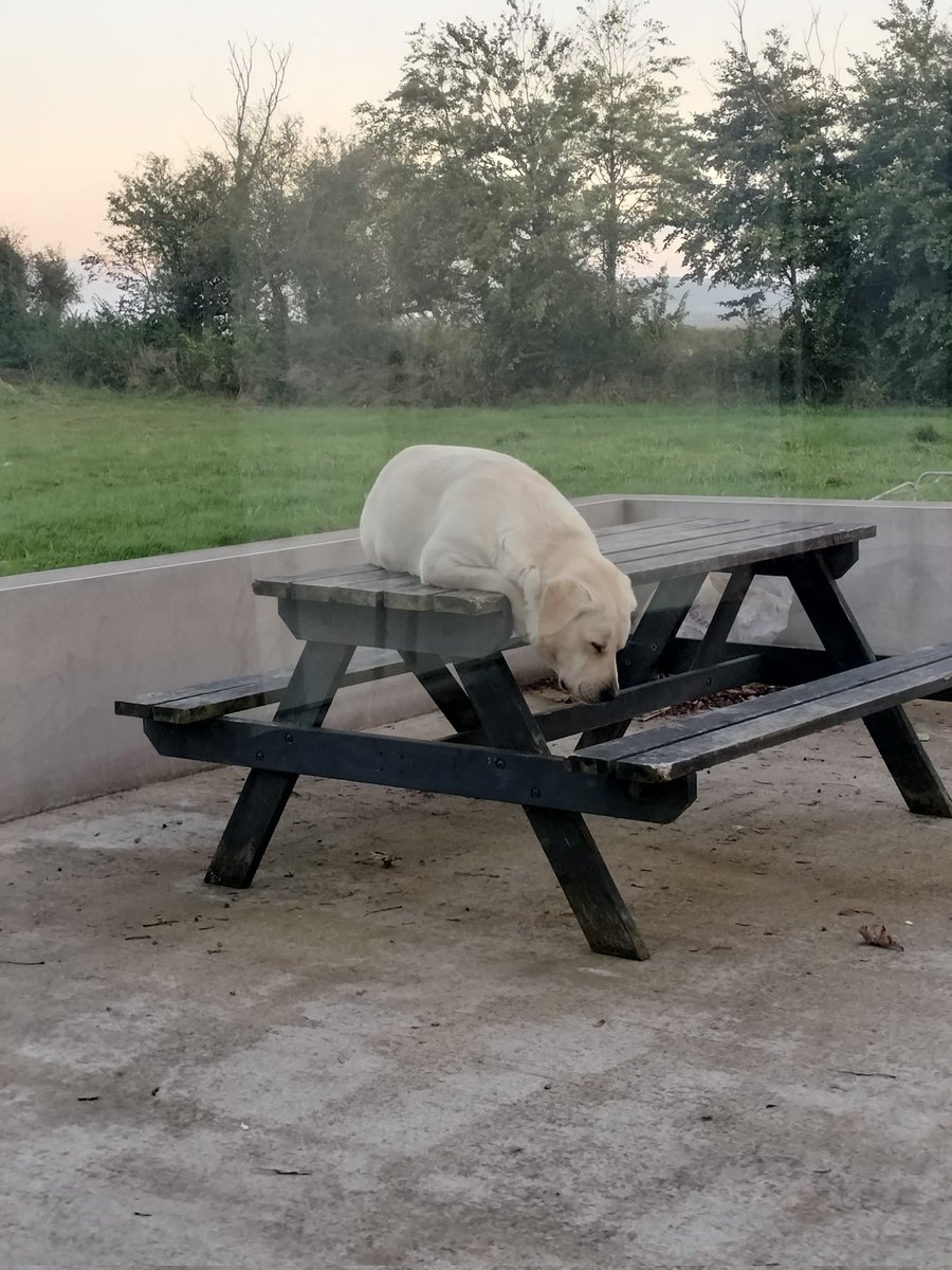 Tray__c's tweet image. Some dog on a table content for your Saturday