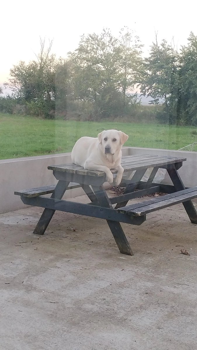 Tray__c's tweet image. Some dog on a table content for your Saturday