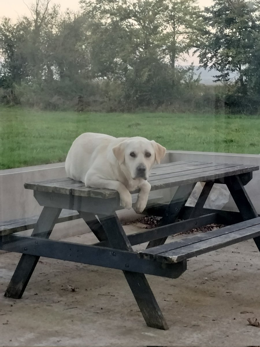 Tray__c's tweet image. Some dog on a table content for your Saturday