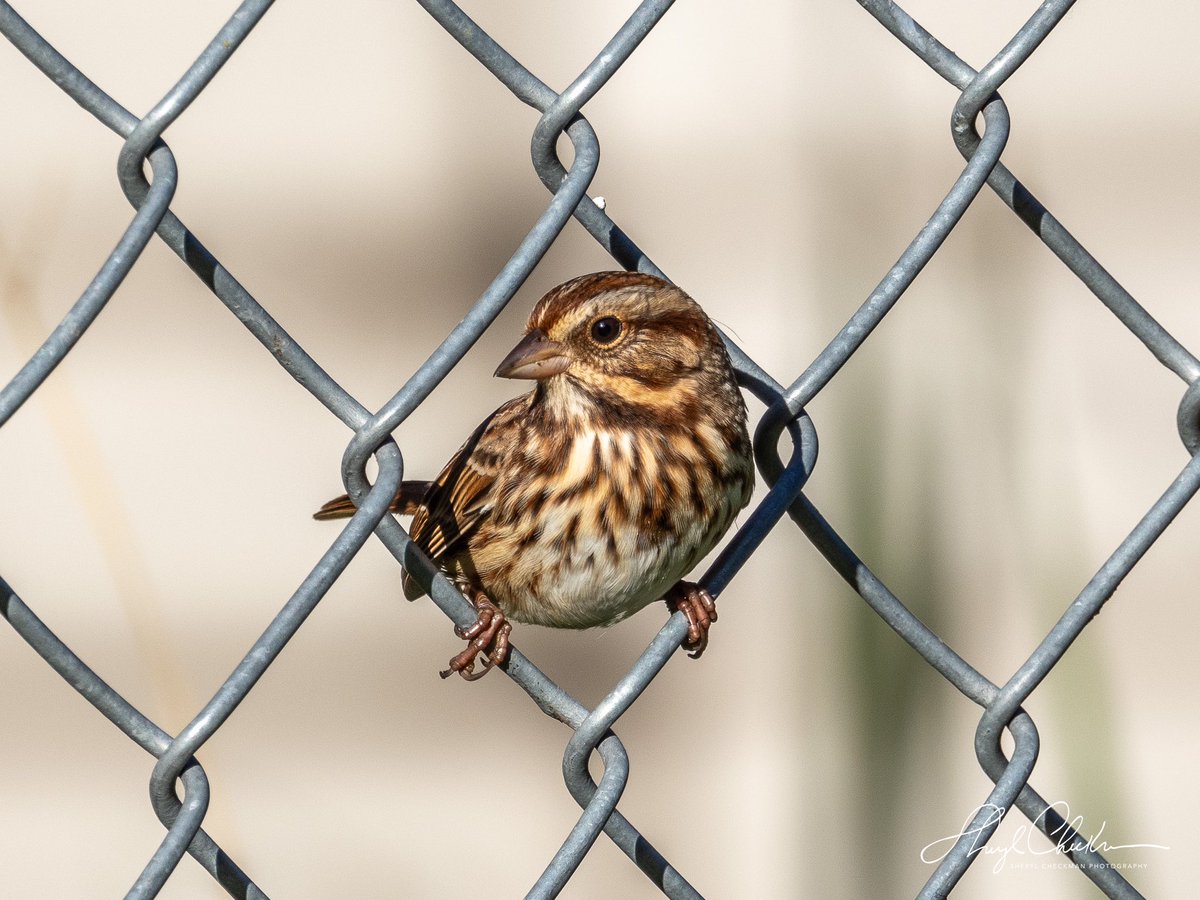 DiveArtist's tweet image. The Nursery was a happening place Friday afternoon. A pretty Song Sparrow wanted in on the chain link action along with the wrens.
#birdcpp #songsparrow #fallmigration
#centralparknyc