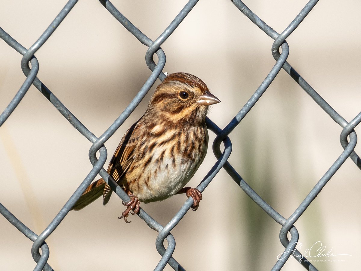 DiveArtist's tweet image. The Nursery was a happening place Friday afternoon. A pretty Song Sparrow wanted in on the chain link action along with the wrens.
#birdcpp #songsparrow #fallmigration
#centralparknyc