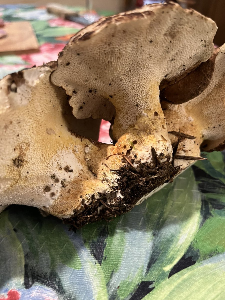 Does anyone know what this #mushroom is? I can’t find in my books. It has a honey comb kind of structure underneath.