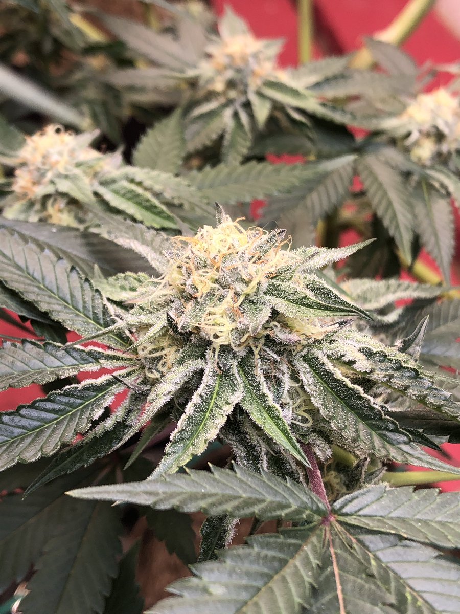 #bostoncreamxcherrywanna by @Bulletproofgen1 and @LitFarms #bulletproofgenetics #bulletproofyourgarden #tester #comingsoon #cannabiz #cannabisindustry #cannabisbusiness #weed #topshelf #vagrown #vadontplay #virginiaistorgrowers