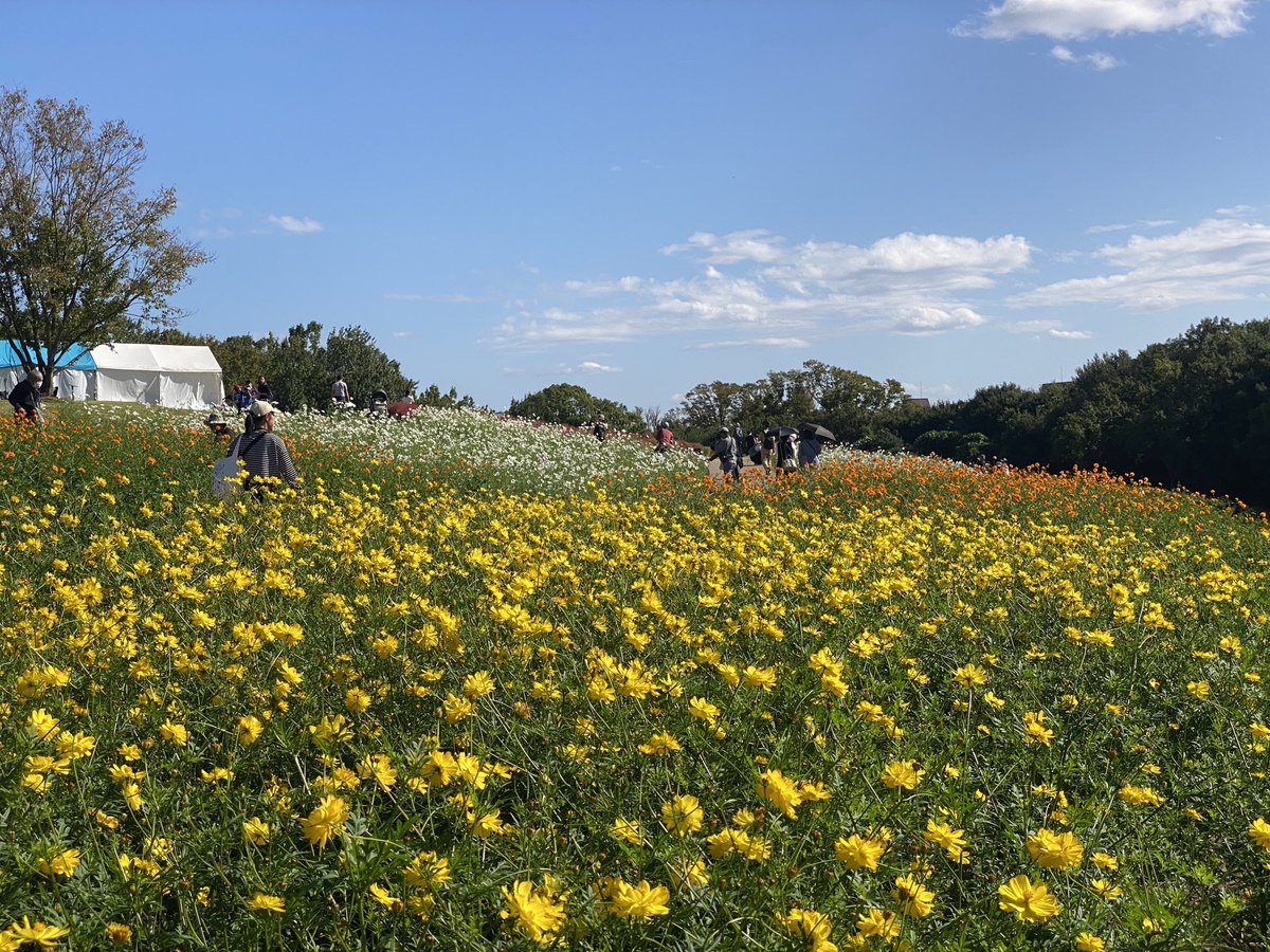 enjoy_expo's tweet image. 万博記念公園ではコスモス＆コキアが見頃に！お天気も回復し、今日は絶好の万博記念公園日和となりそうです(^^)