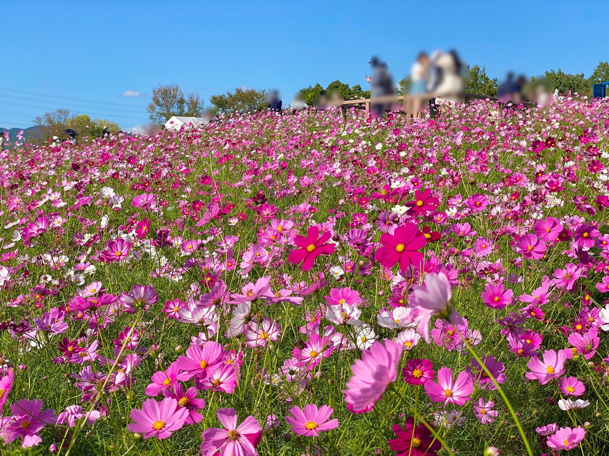 enjoy_expo's tweet image. 万博記念公園ではコスモス＆コキアが見頃に！お天気も回復し、今日は絶好の万博記念公園日和となりそうです(^^)