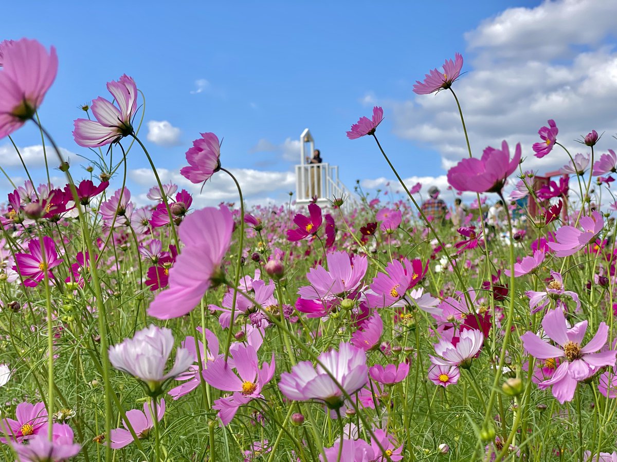 enjoy_expo's tweet image. 万博記念公園ではコスモス＆コキアが見頃に！お天気も回復し、今日は絶好の万博記念公園日和となりそうです(^^)