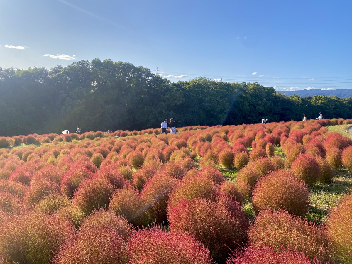 enjoy_expo's tweet image. 万博記念公園ではコスモス＆コキアが見頃に！お天気も回復し、今日は絶好の万博記念公園日和となりそうです(^^)