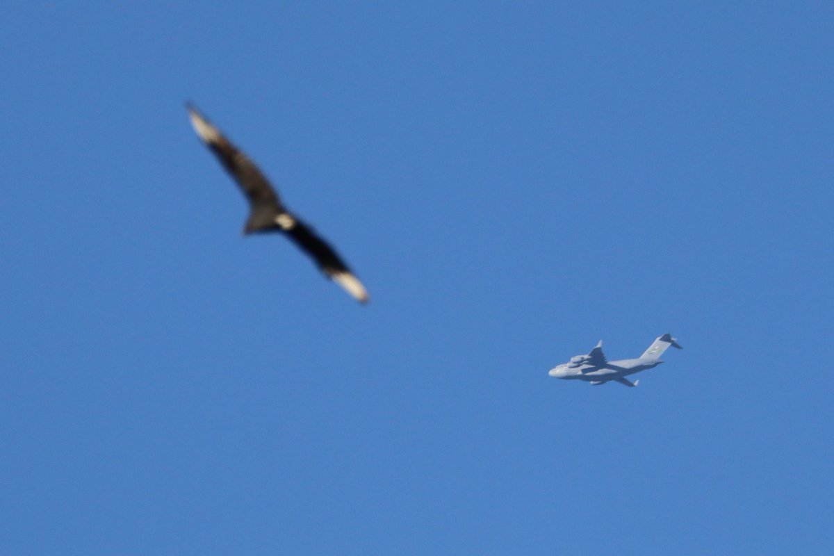 aviationarchive's tweet photo. C-17 rare countryside flyover photobombed by a not so rare turkey vulture.  #JAVA28
990060
#AE0806 https://t.co/gxQZDlYGlu