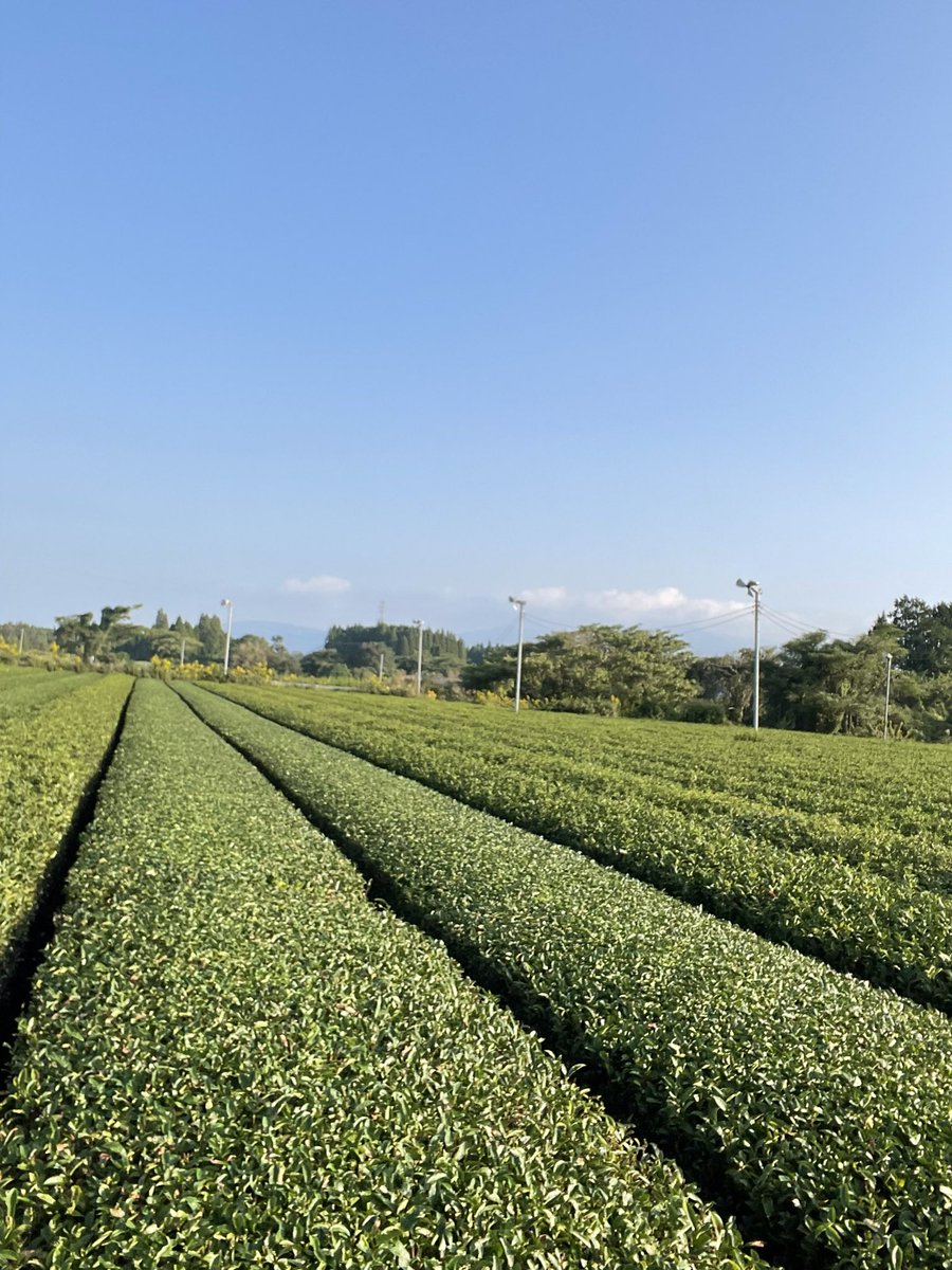 おはようございます☀️DCで何握ろうか考えながら茶摘んでます🍵