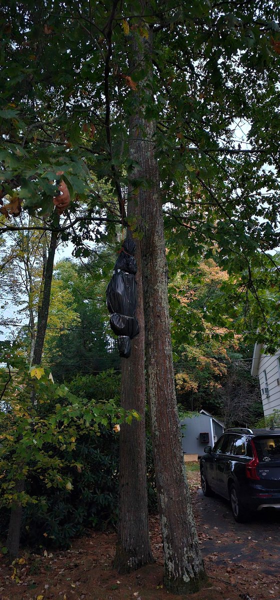 𝖂𝖔𝖑𝖋 🐺🌲 ⛺(open for Collabs) tweet media