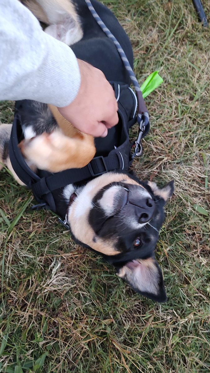 #MotulPetitLeMans race update: I have found a Good Girl. And I pet the shit out of this Good Girl.