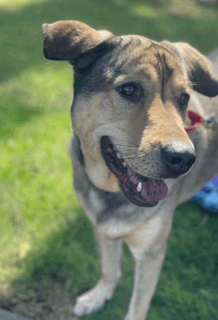 Keith Olbermann's Dogs tweet media