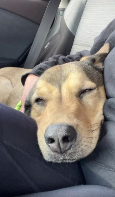 Keith Olbermann's Dogs tweet media