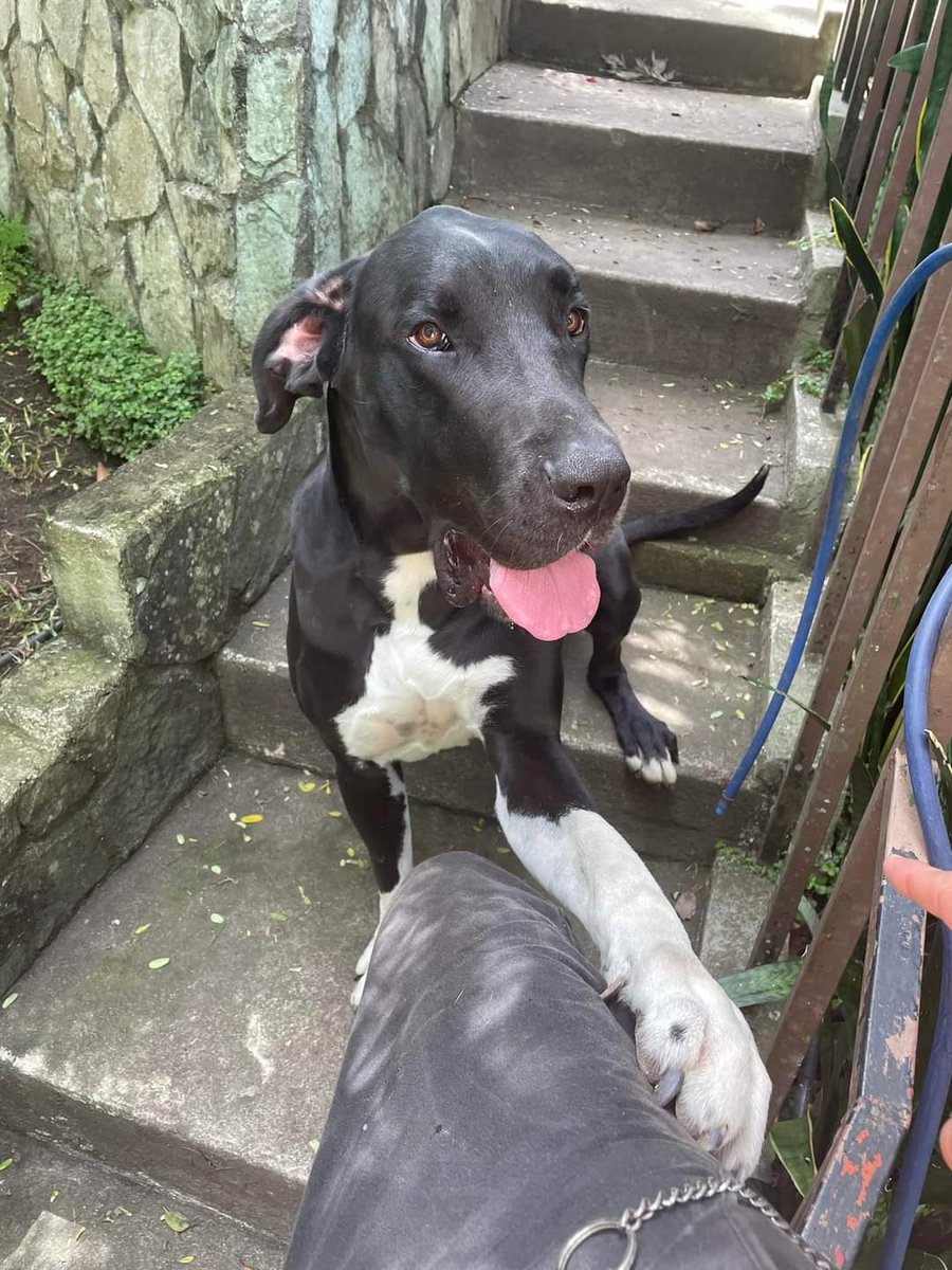 Gt502Mascotas's tweet photo. ⚠️ Ruso se extravió en zona 2 Simeon cañas por favor si lo ven, avísenle a su familia a los números 59566303 59318385 
Necesita su medicamento... https://t.co/YsE1HYhPNw