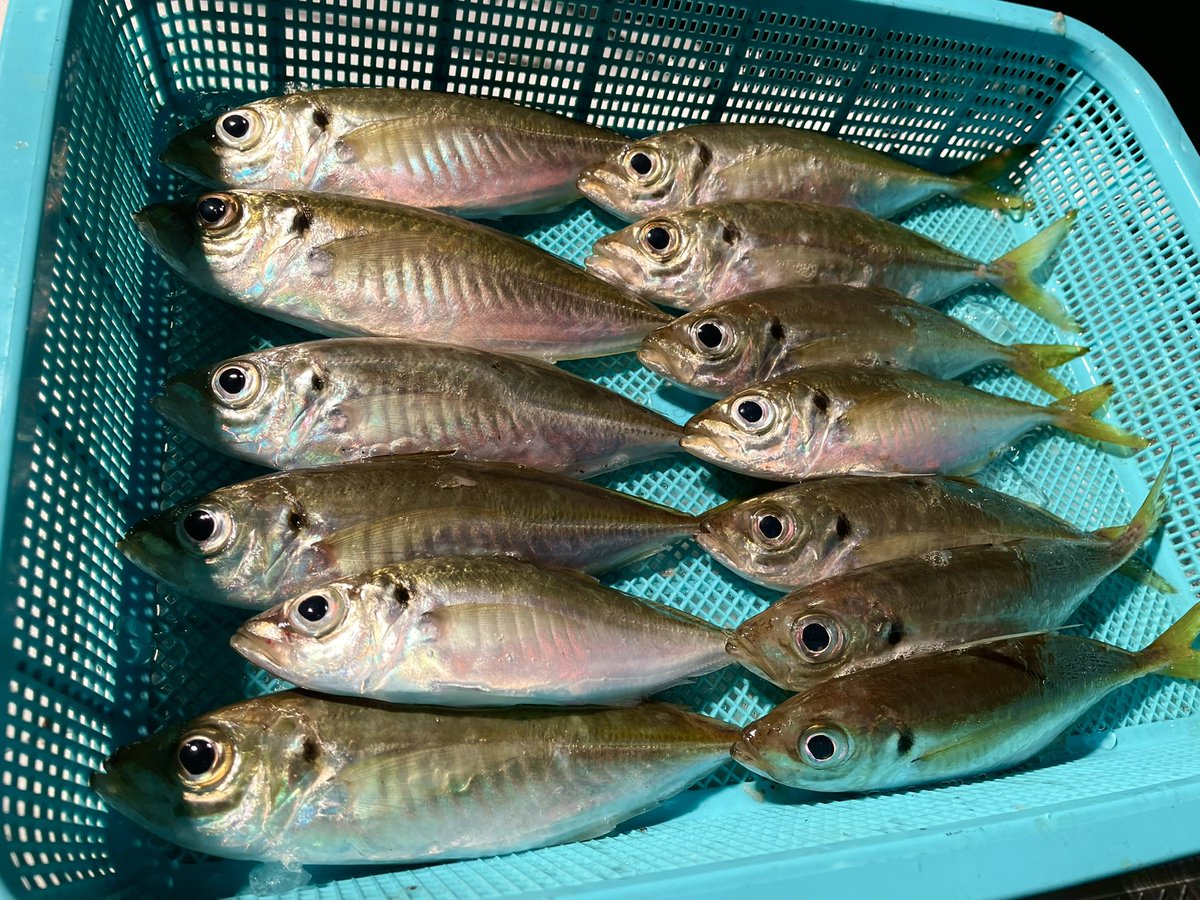 costa_fishing's tweet photo. 夕方1時間ちょっとサビキ釣りに行ってきました‼️
最近アジが好調です！
後半30分入れ食いでした！！

コスタではお店をご利用して頂いたお客様に釣り場の案内も行っています。
#アジ
#アジング
#サビキ釣り
#クロダイ
#チヌ
#フカセ釣り
#釣り
#海釣り
#関東
#千葉
#勝浦
#外房
#釣果
#シマアジ https://t.co/PfD55gKX3k