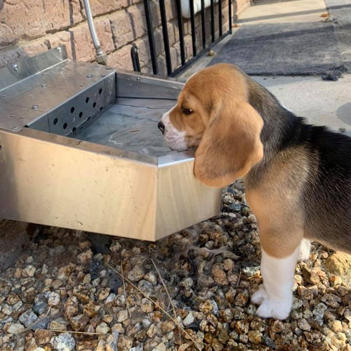 DkStainless's tweet photo. How to get a wet chin 🐶

🚫 Our website is now closed. We stopped taking final orders as of the 6th of September.

📮 ALL final orders will still be manufactured &amp; shipped.

💼 For any enquiries regarding the sale of the business, please reach out to Dan: dan@dkstainless.com.au https://t.co/p2xpXKVSTR
