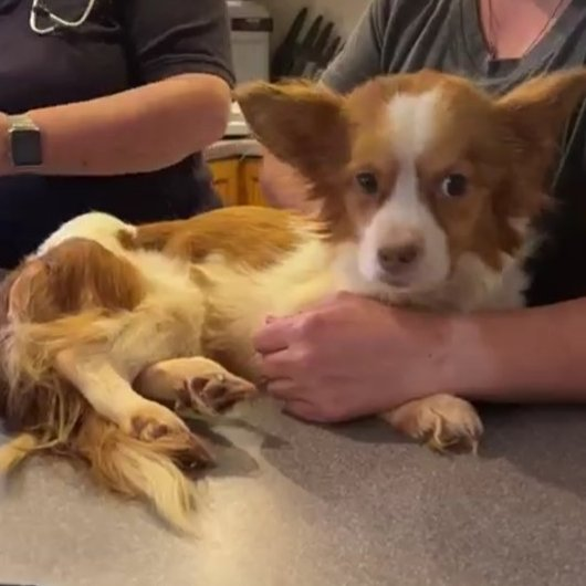 Keith Olbermann's Dogs tweet media