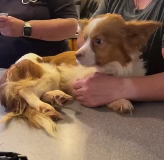 Keith Olbermann's Dogs tweet media