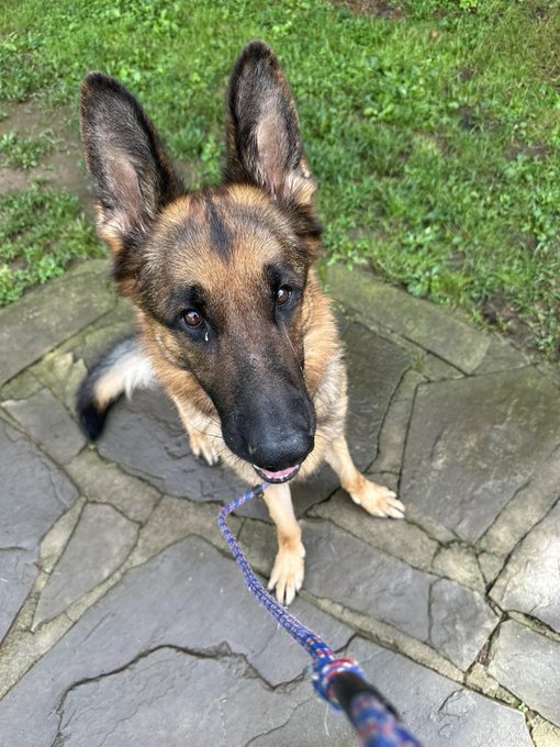 Keith Olbermann's Dogs tweet media