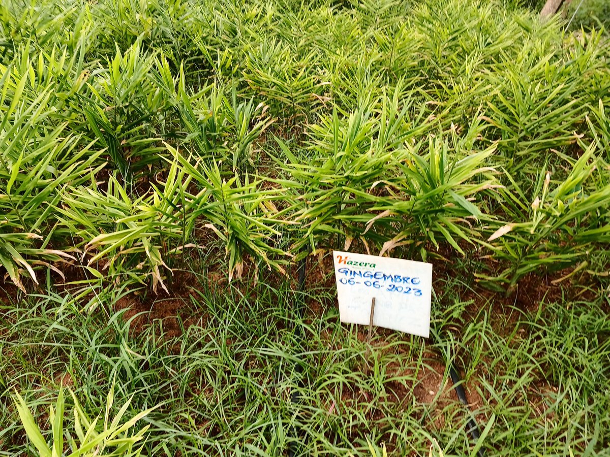 elhadjham's tweet photo. L'#agriculture togolaise passe à l'échelle grâce à la politique d'ouverture @GouvTg qui veut que la jeunesse trouve sa voie. #AGRITRADE #AFRICA, forme les #jeunes aux métiers de l'agriculture. Une partie de notre bonheur se trouve sous nos pieds: la terre. #MAEDR,#FAO #Denyigban. https://t.co/M4gQWYF29X