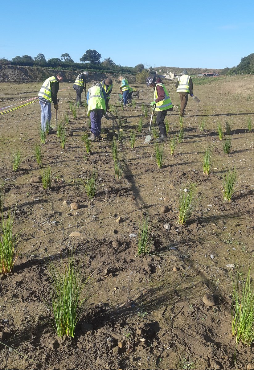 Many thanks to Muck-in vols. who started the fen planting on Pennycroft with 300 Great Fen-sedge (Cladium mariscus), grown at the habitat creation nursery @NosterfieldLNR followed by coffee & raking after mowing, on a lovely sunny morning.